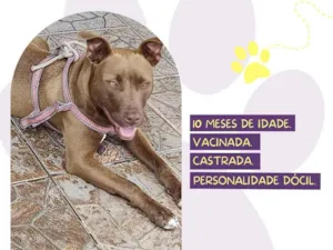 Cachorro raça Pitbull idade 7 a 11 meses nome Gaya