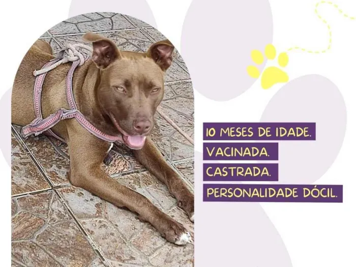 Cachorro ra a Pitbull idade 7 a 11 meses nome Gaya