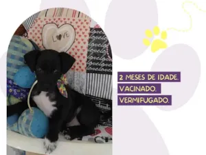 Cachorro raça SRD-ViraLata idade 2 a 6 meses nome Elvis