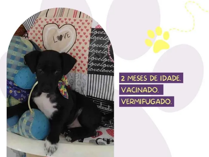 Cachorro ra a SRD-ViraLata idade 2 a 6 meses nome Elvis