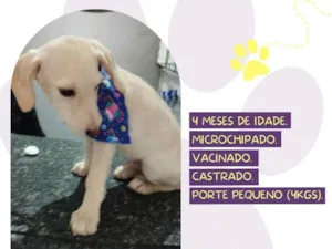 Cachorro raça SRD-ViraLata idade 2 a 6 meses nome Jota