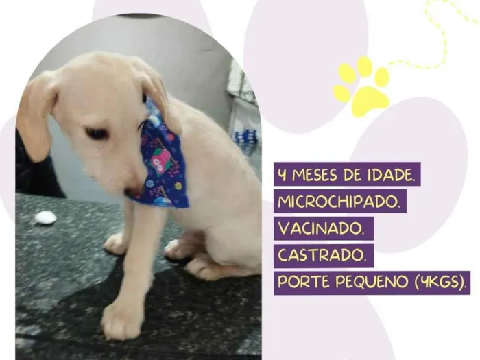 Cachorro ra a SRD-ViraLata idade 2 a 6 meses nome Jota