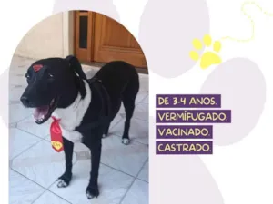 Cachorro raça SRD-ViraLata idade 3 anos nome Negao