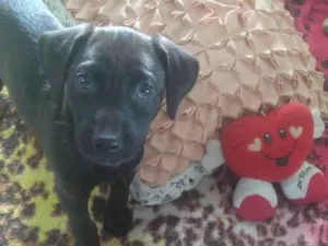 Cachorro raça SRD-ViraLata idade 2 a 6 meses nome Nala