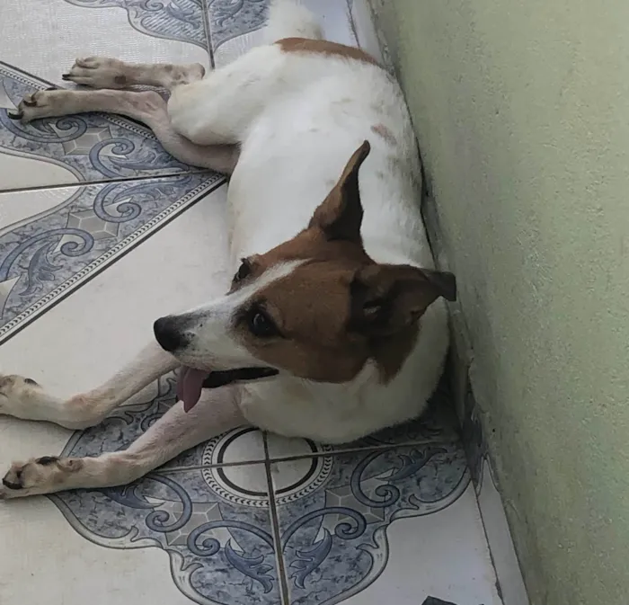 Cachorro ra a  idade 6 ou mais anos nome Berenice
