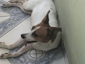 Cachorro raça  idade 6 ou mais anos nome Berenice