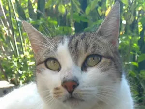 Gato raça SRD-ViraLata idade 2 anos nome Iris