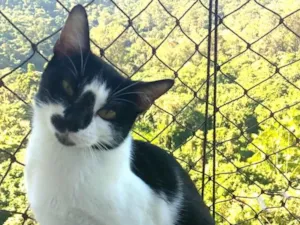 Gato raça SRD-ViraLata idade 1 ano nome Celinna