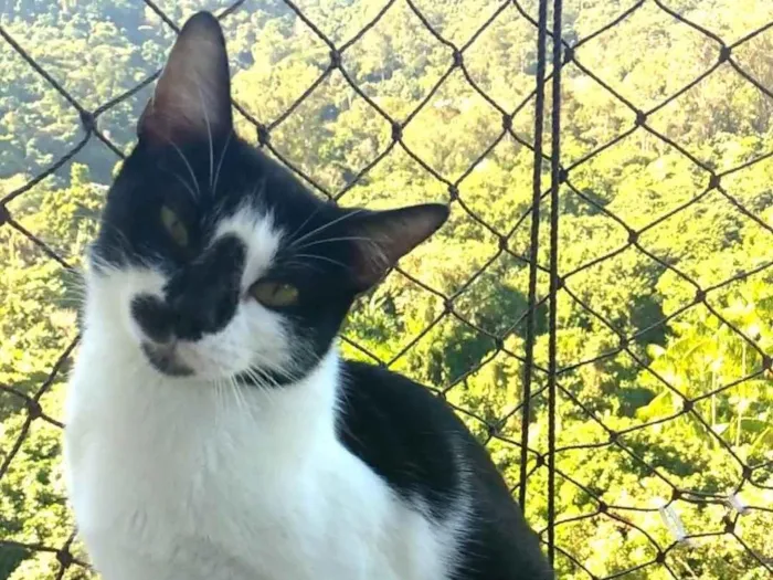 Gato ra a SRD-ViraLata idade 1 ano nome Celinna