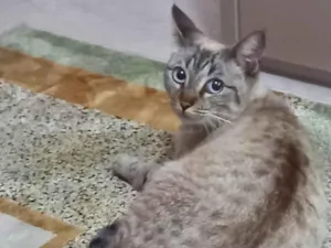 Gato raça SRD-ViraLata idade 7 a 11 meses nome Helena testada negativa fiv felv  castrada 