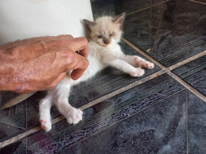 Gato ra a Thai mestiço idade Abaixo de 2 meses nome Muléka