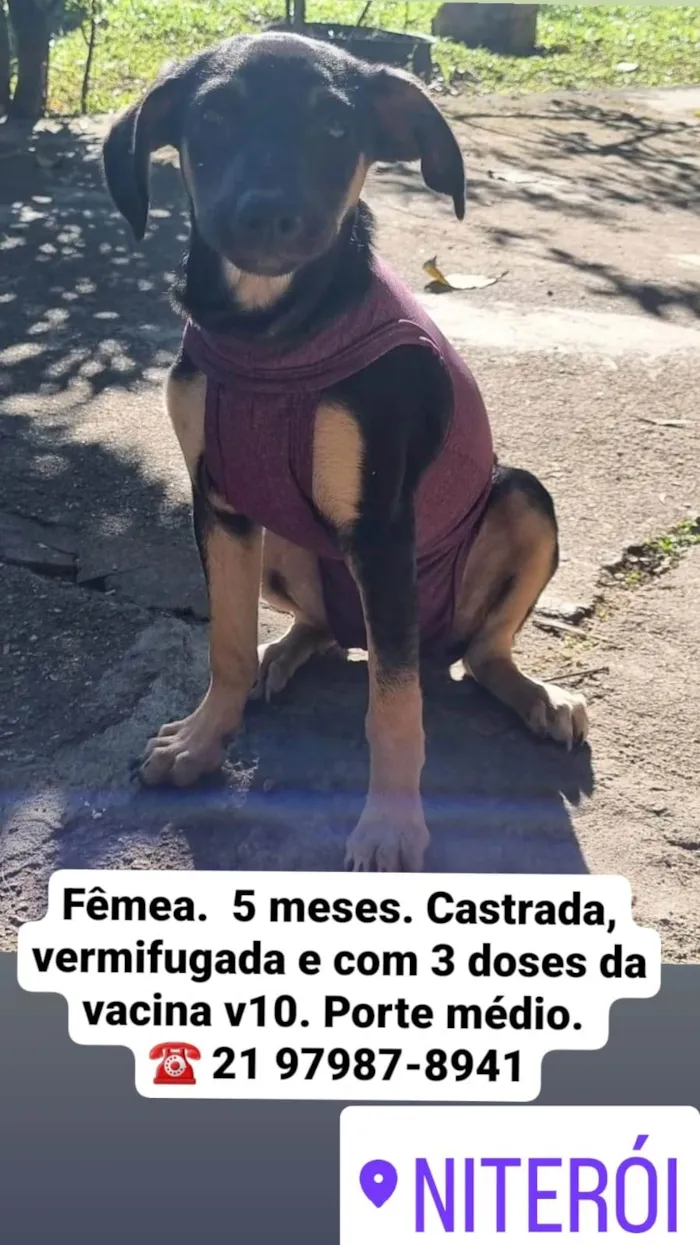 Cachorro ra a SRD-ViraLata idade 2 a 6 meses nome Jane