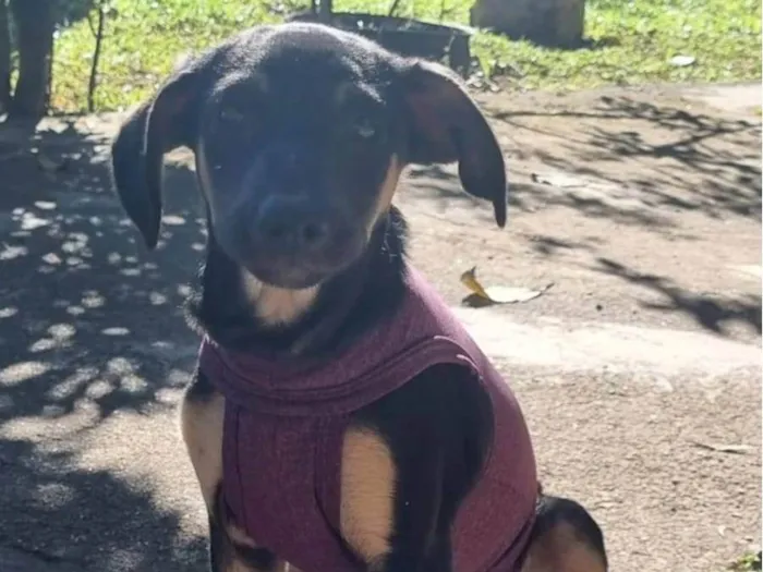 Cachorro ra a SRD-ViraLata idade 2 a 6 meses nome Jane