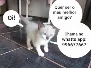 Gato raça Thai mestiço idade Abaixo de 2 meses nome Muléka