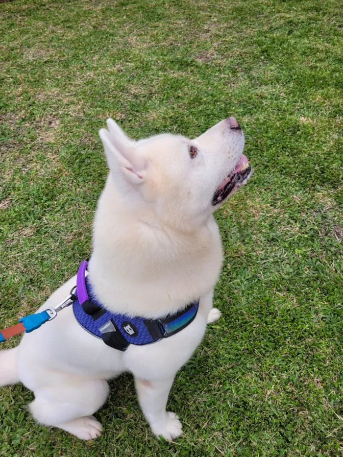Cachorro ra a Akita idade 6 ou mais anos nome Murano 