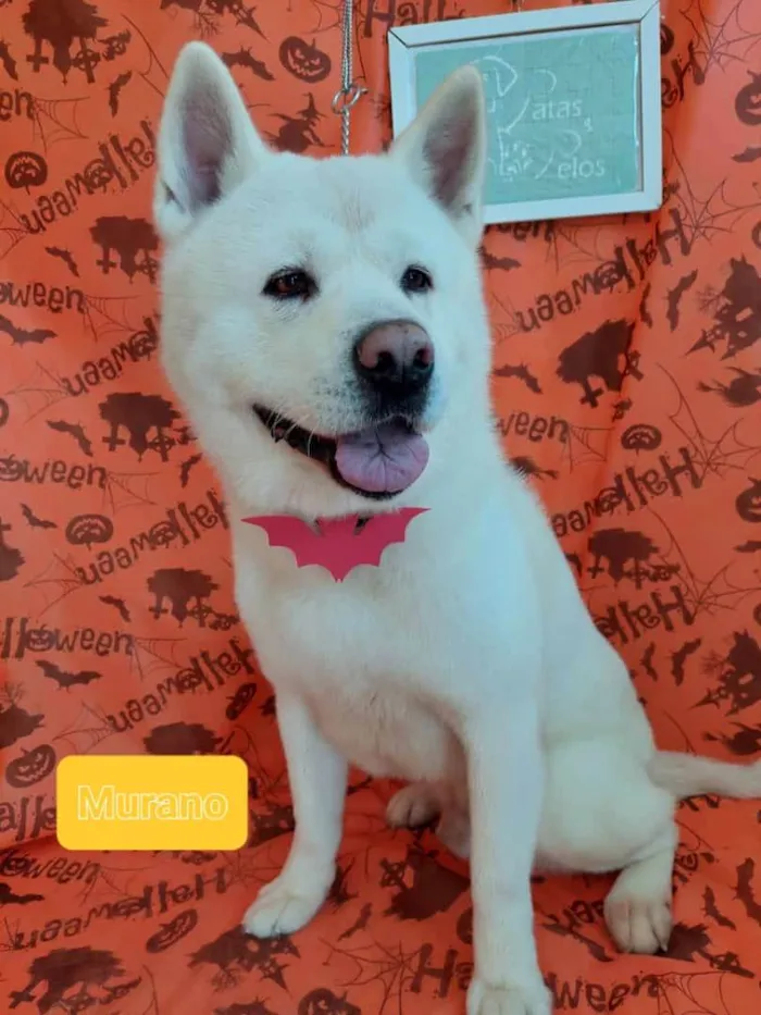 Cachorro ra a Akita idade 6 ou mais anos nome Murano 