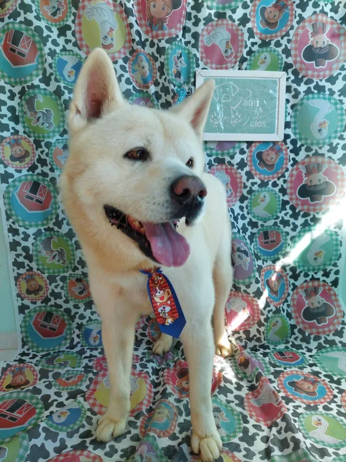 Cachorro ra a Akita idade 6 ou mais anos nome Murano 