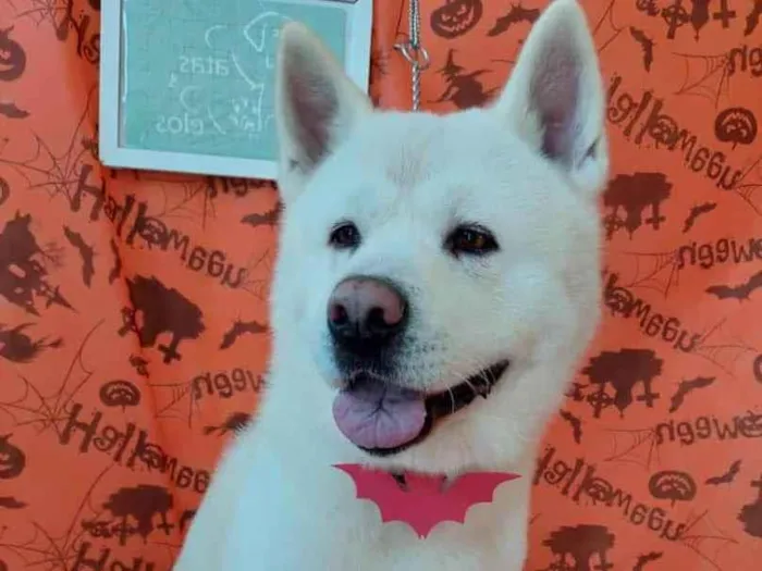 Cachorro ra a Akita idade 6 ou mais anos nome Murano 