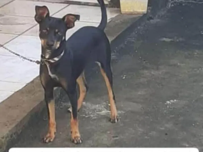 Cachorro ra a Pincher  idade 7 a 11 meses nome Sem nome