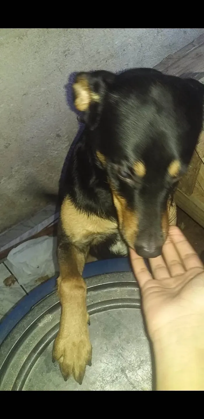 Cachorro ra a Rottweiler com vra-la idade 1 ano nome Thor