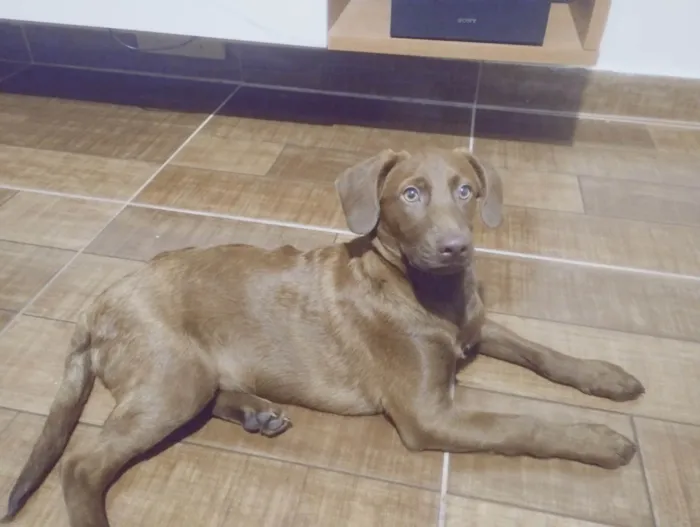 Cachorro ra a Mesclado de labrador  idade 7 a 11 meses nome Duck 