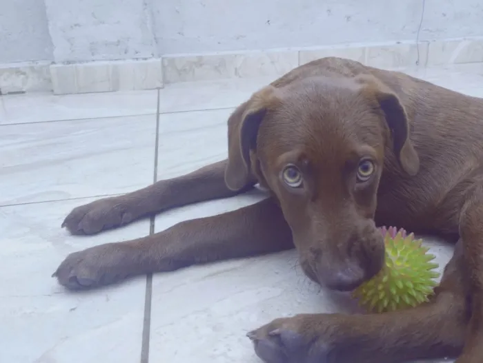 Cachorro ra a Mesclado de labrador  idade 7 a 11 meses nome Duck 