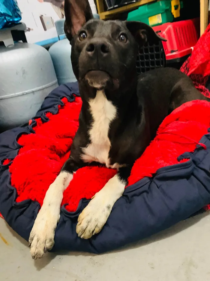 Cachorro ra a SRD-ViraLata idade 1 ano nome Não Possui