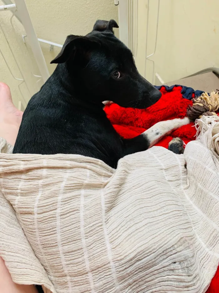 Cachorro ra a SRD-ViraLata idade 1 ano nome Não Possui