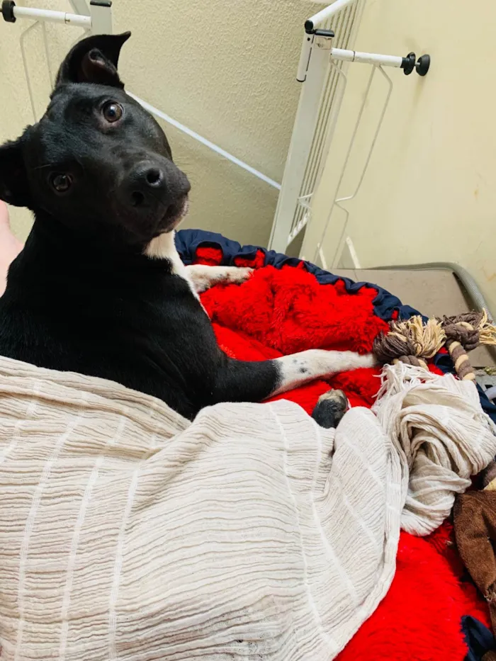 Cachorro ra a SRD-ViraLata idade 1 ano nome Não Possui