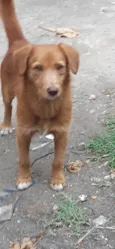 Simba
