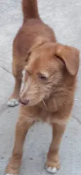Simba
