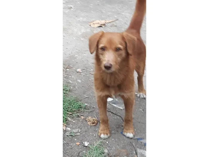 Cachorro ra a SRD-ViraLata idade 7 a 11 meses nome Simba
