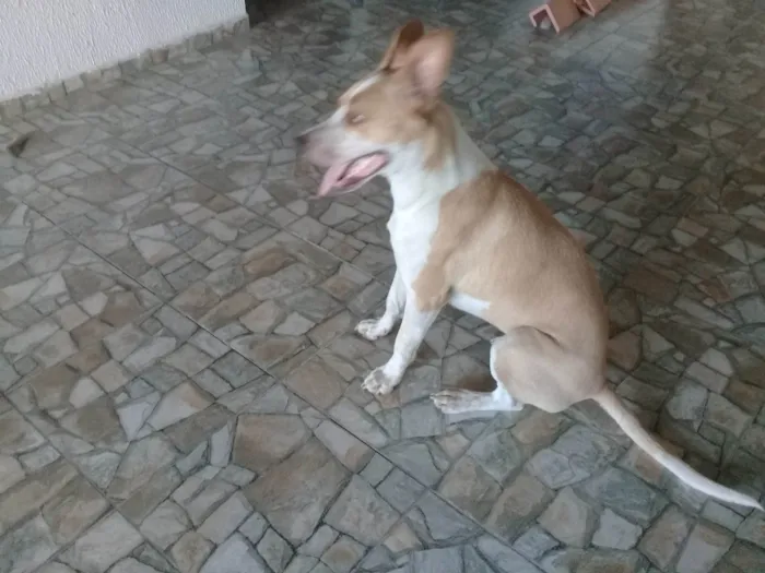 Cachorro ra a SRD-ViraLata idade 1 ano nome Meninão