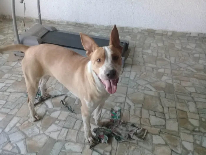 Cachorro ra a SRD-ViraLata idade 1 ano nome Meninão