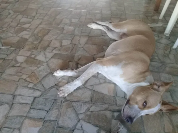 Cachorro ra a SRD-ViraLata idade 1 ano nome Meninão