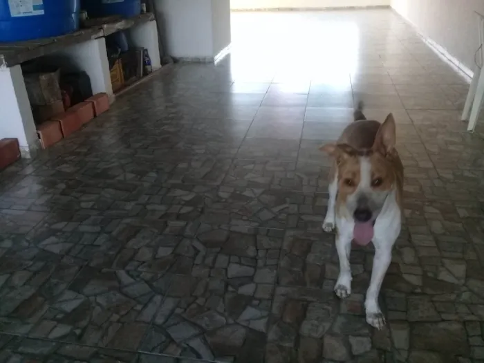 Cachorro ra a SRD-ViraLata idade 1 ano nome Meninão