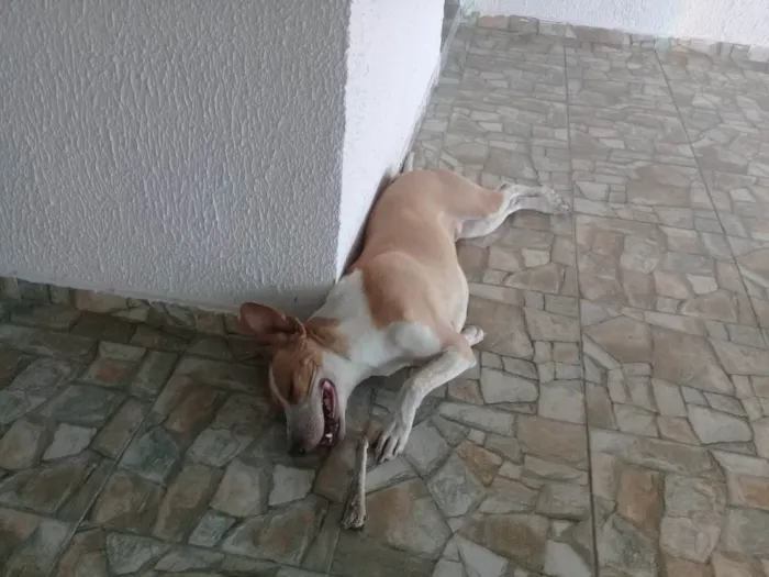 Cachorro ra a SRD-ViraLata idade 1 ano nome Meninão