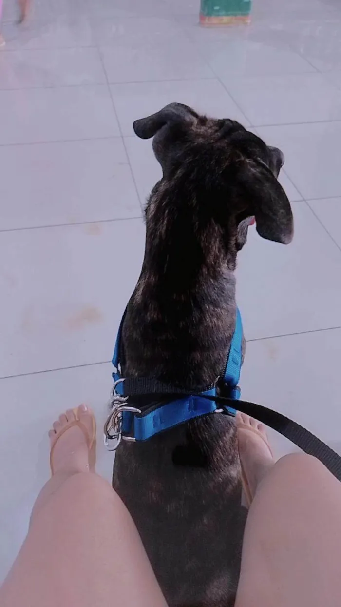 Cachorro ra a Fila Brasileiro  idade 7 a 11 meses nome John 