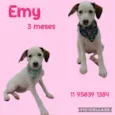 Emy