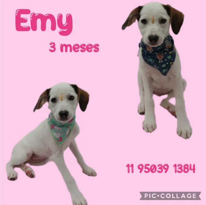 Cachorro ra a  idade 2 a 6 meses nome Emy