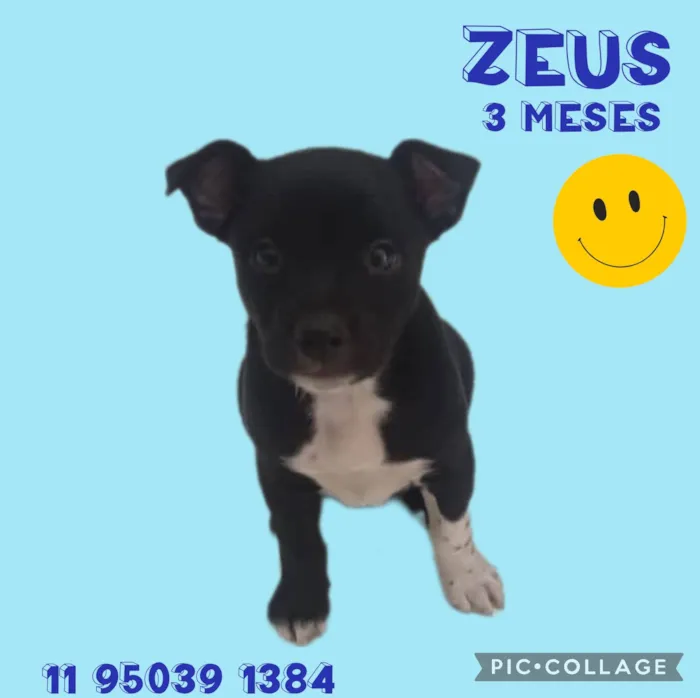 Cachorro ra a  idade 2 a 6 meses nome Zeus