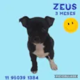 Zeus