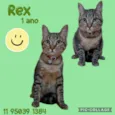 Rex