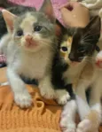 Ravena, amora, maite