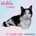 Violeta