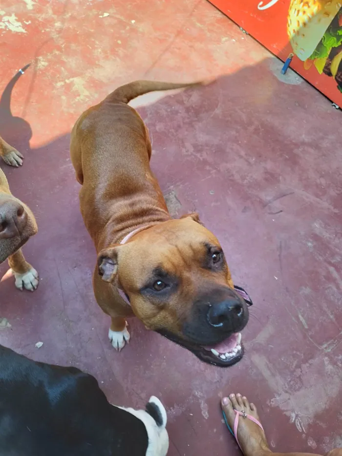 Cachorro ra a Pitbull Staffordshire (Mãe) e Pitbull RedNose (filha) idade 6 ou mais anos nome Chitara (Mãe) e Moana (Filha)