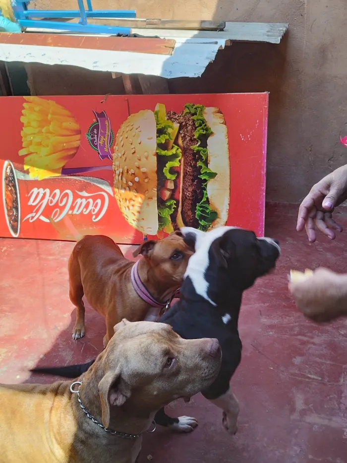 Cachorro ra a Pitbull Staffordshire (Mãe) e Pitbull RedNose (filha) idade 6 ou mais anos nome Chitara (Mãe) e Moana (Filha)