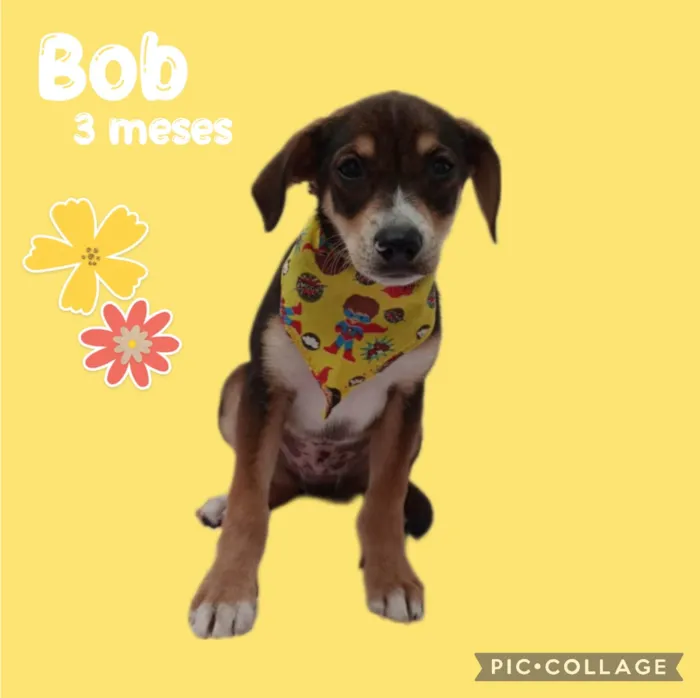 Cachorro ra a  idade 2 a 6 meses nome Bob