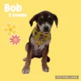 Bob