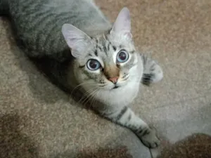 Gato raça SRD-ViraLata idade 6 ou mais anos nome Zeca